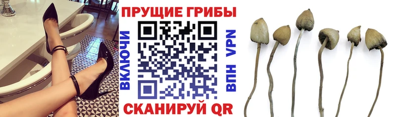 Галлюциногенные грибы прущие грибы  Кореновск 